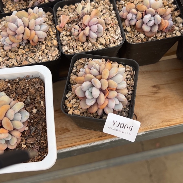 粗砂花盆Q****?YJ006rourourou