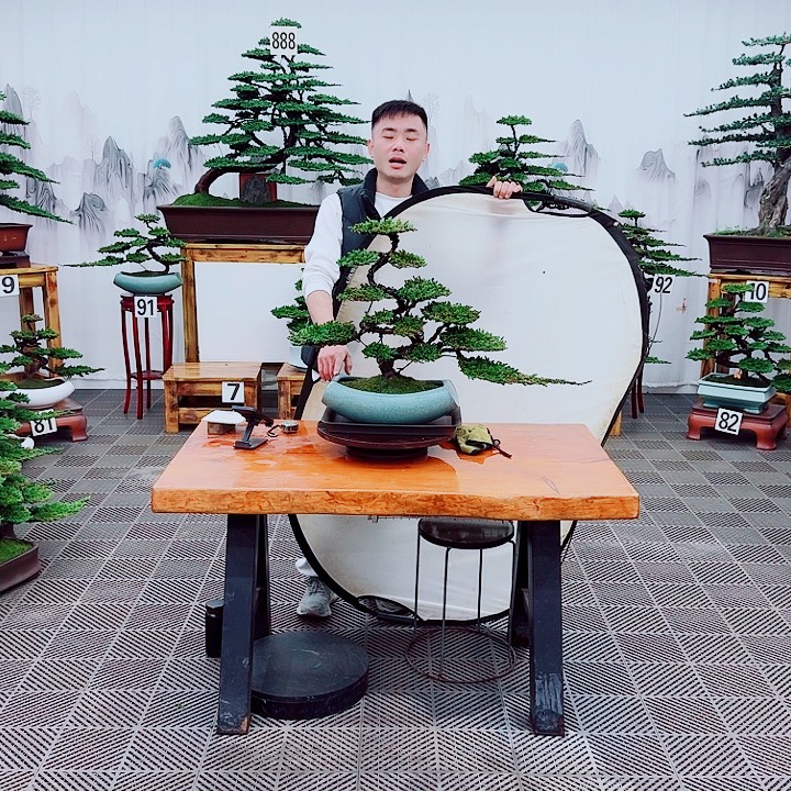 无花朵松柏盆景，一物一拍