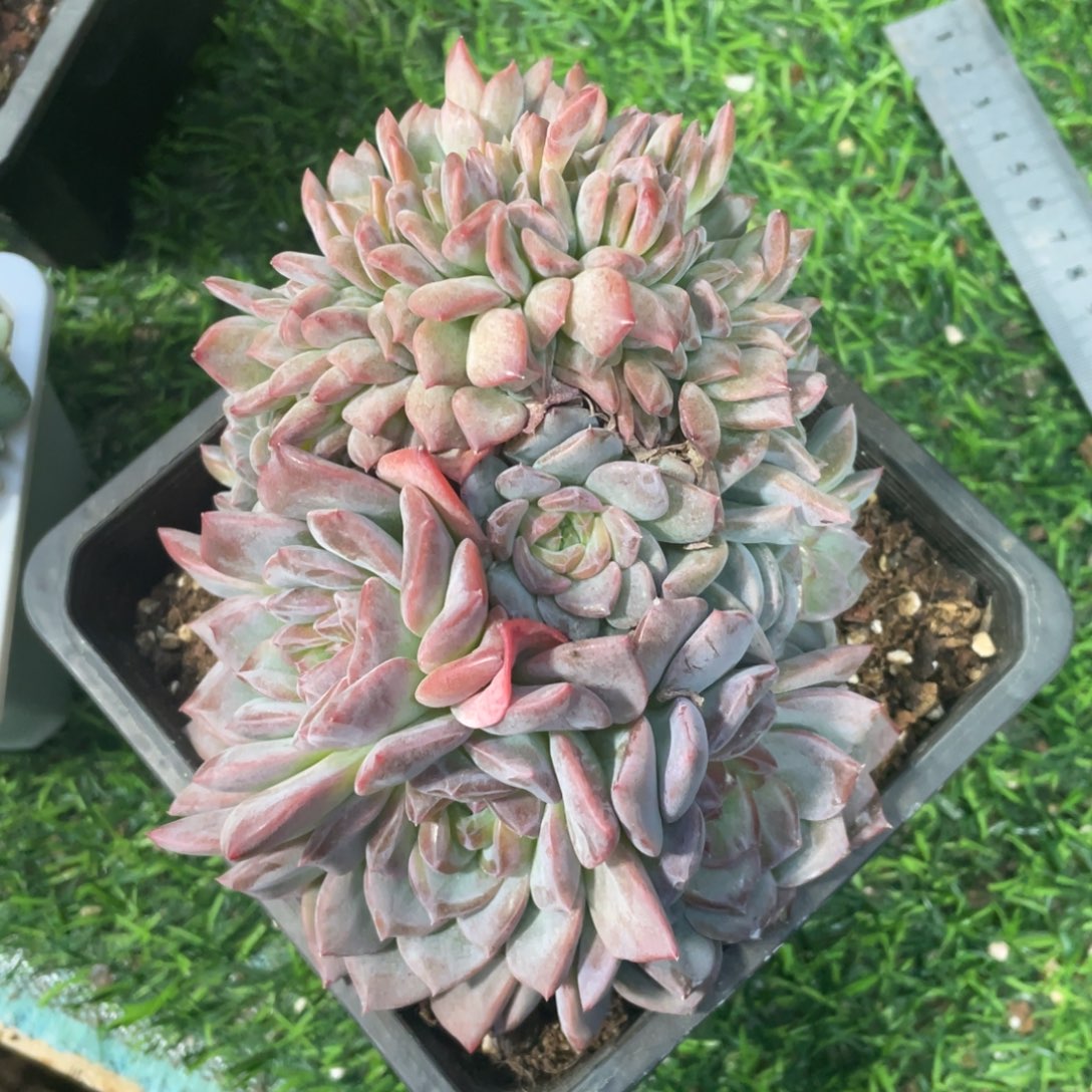 红琥珀冠幅15 公分一物一拍