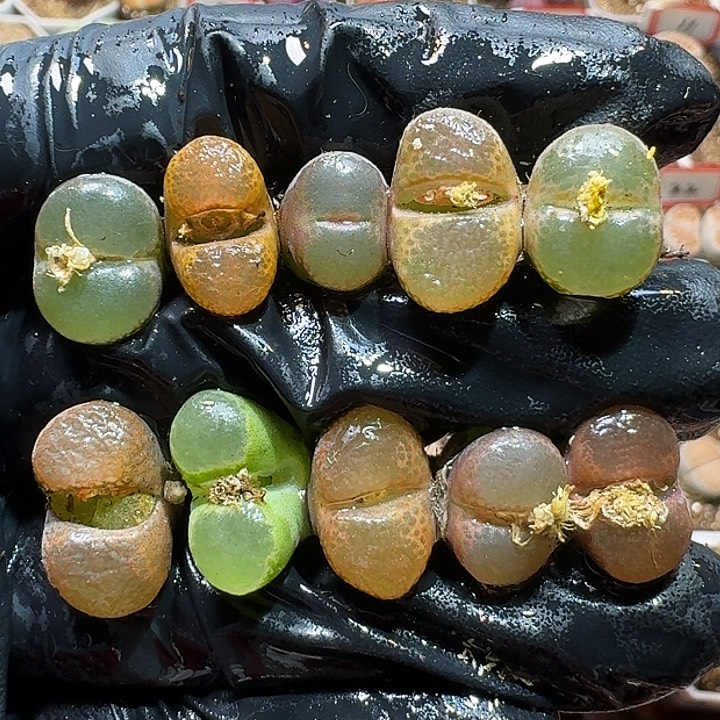 生石花11111111。   213