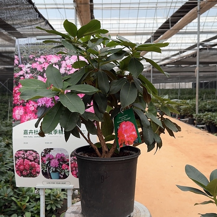 完全开放高山杜鹃奖杯红色系五年苗