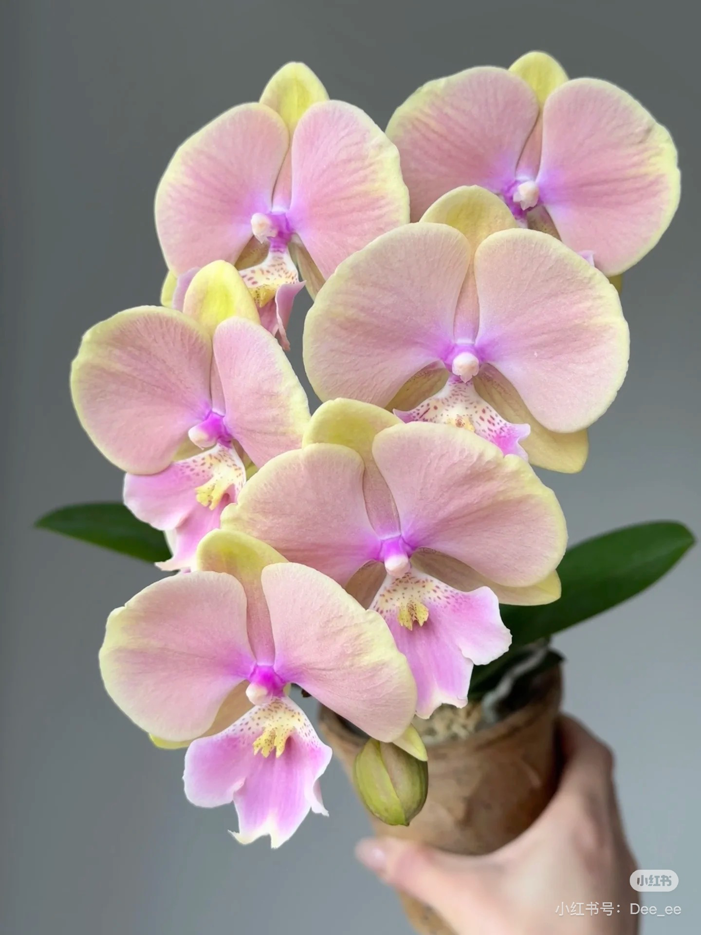 【芳美彩虹】3.5寸加高杯 彩虹色颜值高