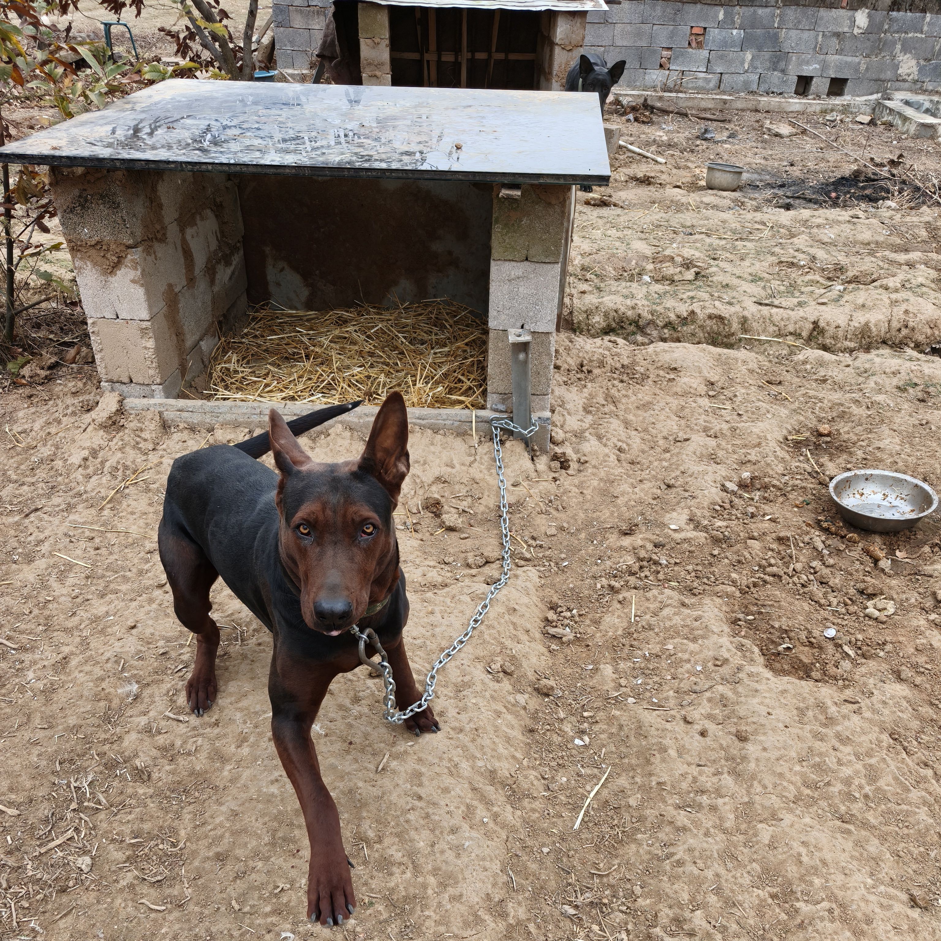 莱州红黑狼红狼脖套，链子，脖套绳子