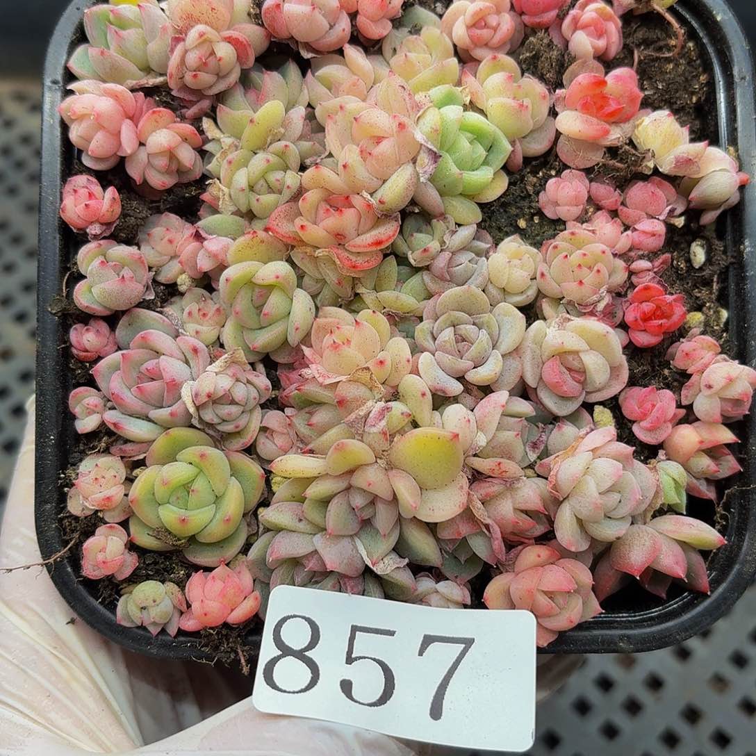 多肉植物多肉植物857