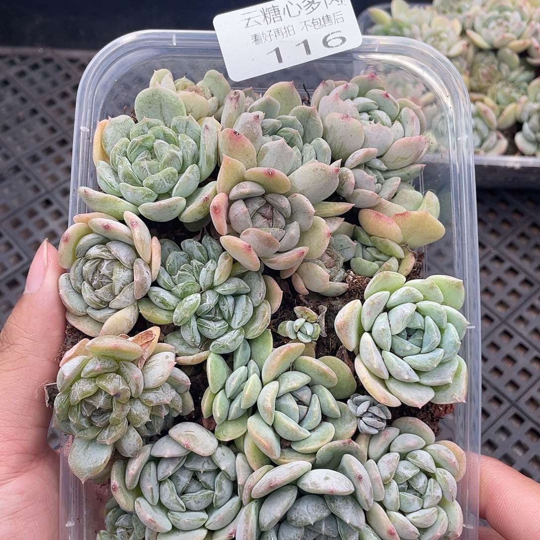 云糖心多肉植物116