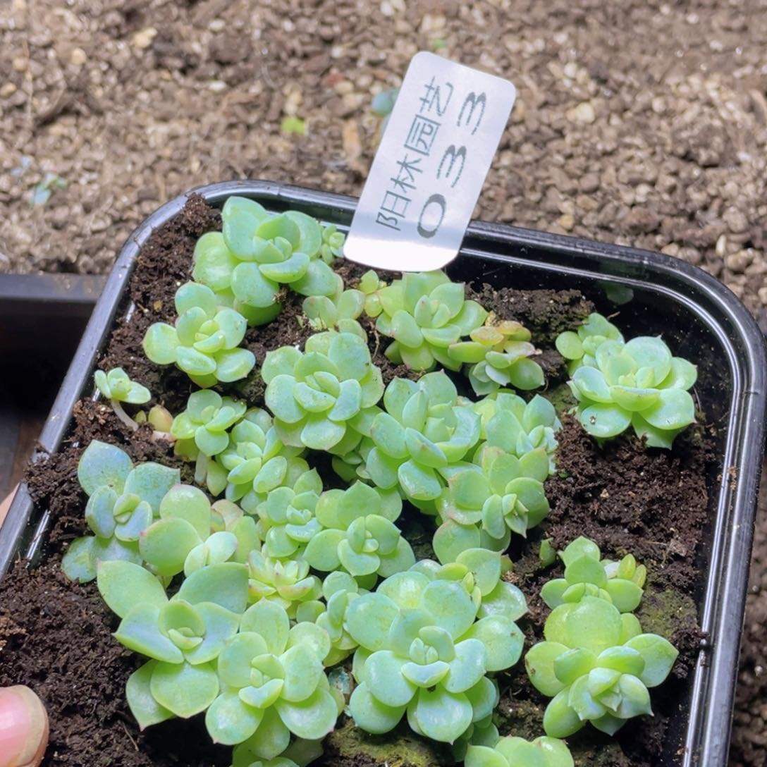 多肉植物多肉植物33 