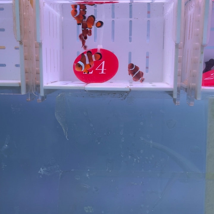 海水鱼精品混搭4条2-3