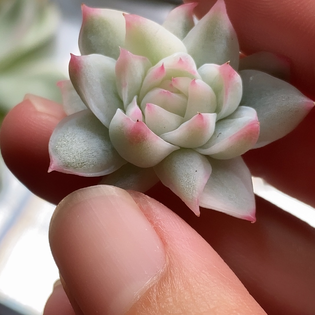 卡西欧锦一物一拍，