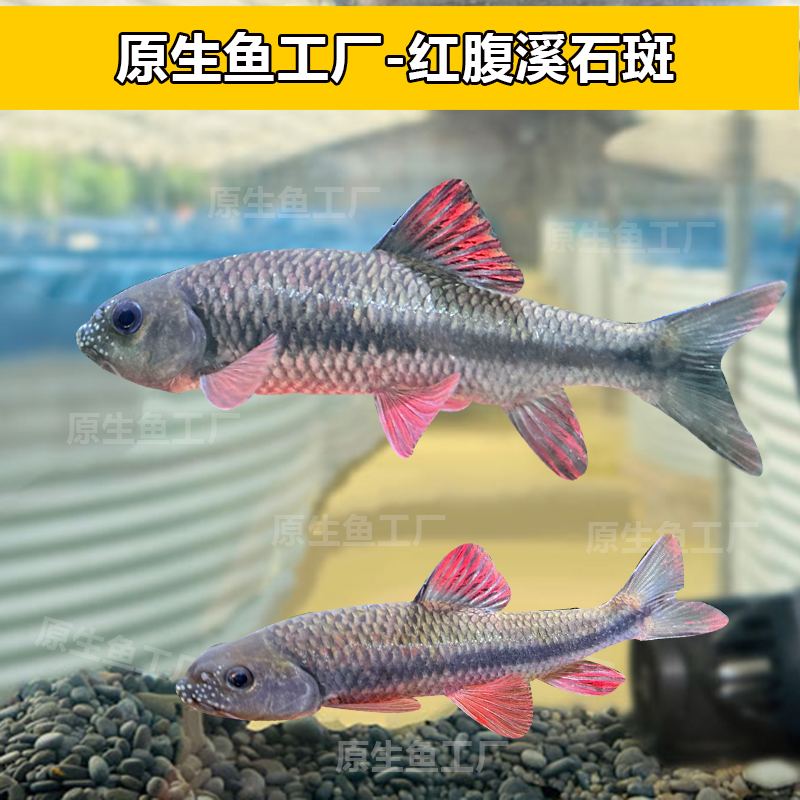 红腹溪石斑溪流缸原生缸冷水鱼观赏鱼群游好养耐活光唇观赏鱼
