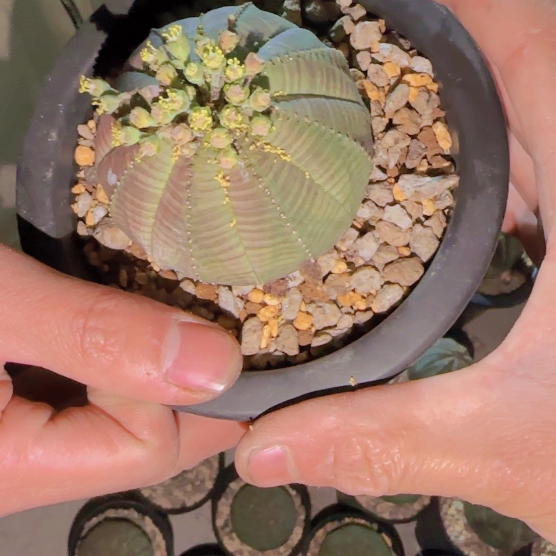 K***n块根植物块根植物