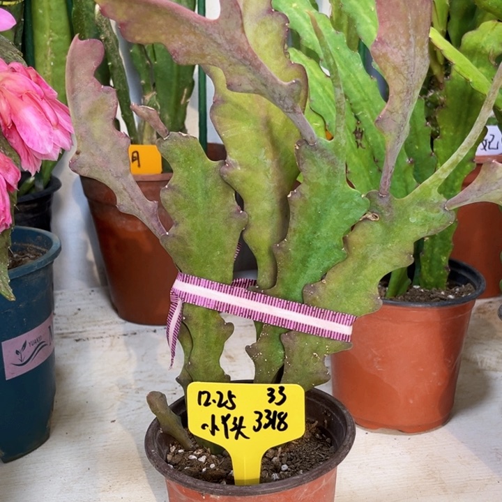 当前无花栽培后可以开花小*头议程