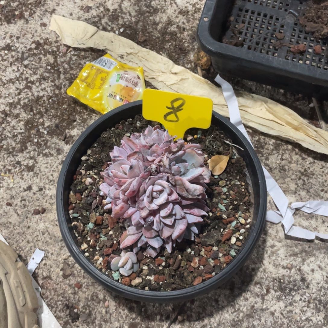 倾***城星影缀化多头群生8