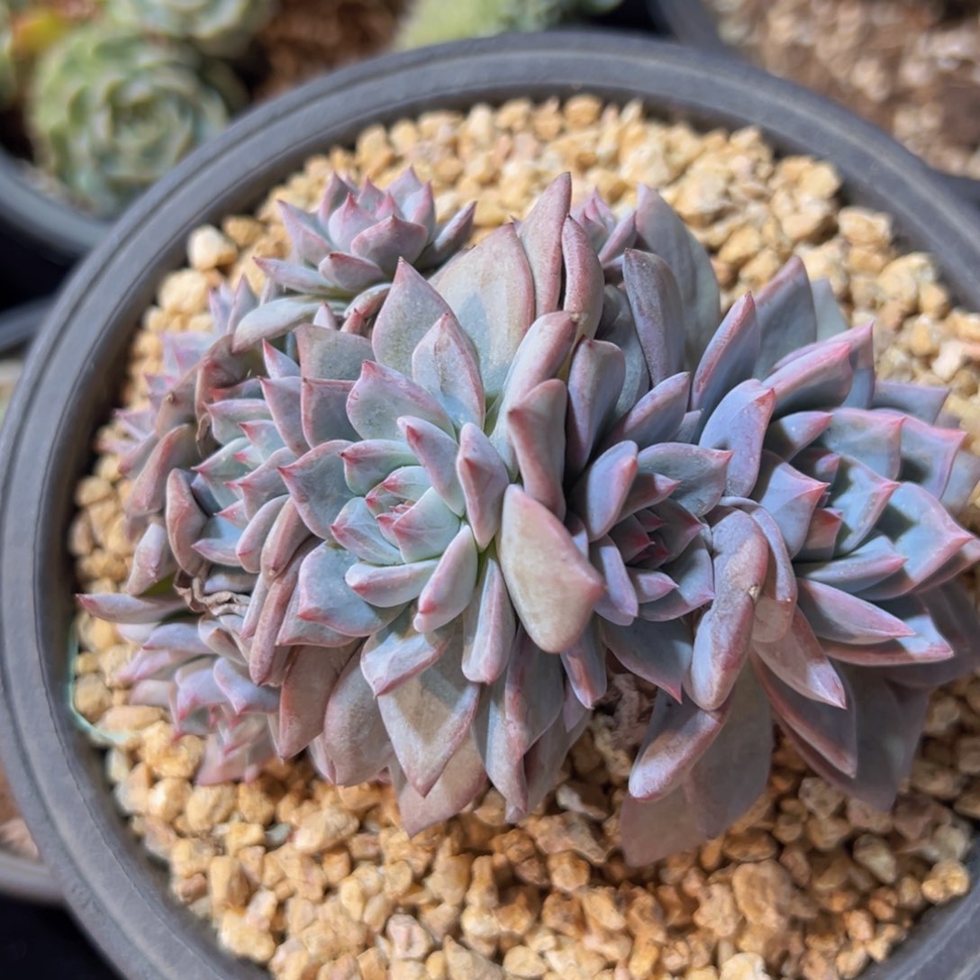 新年快乐 新年快乐 新年快乐