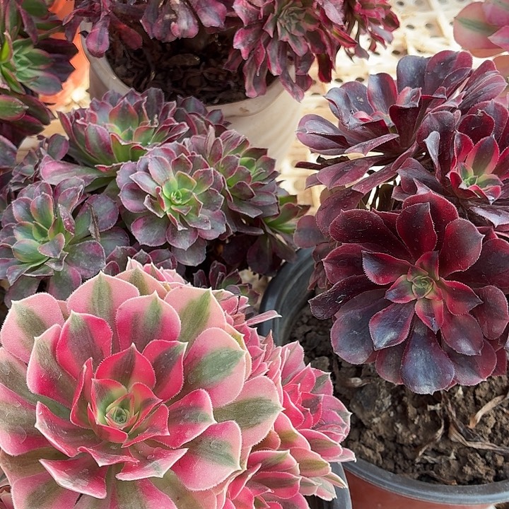 小安娜+小粉女巫+小美杜莎包邮