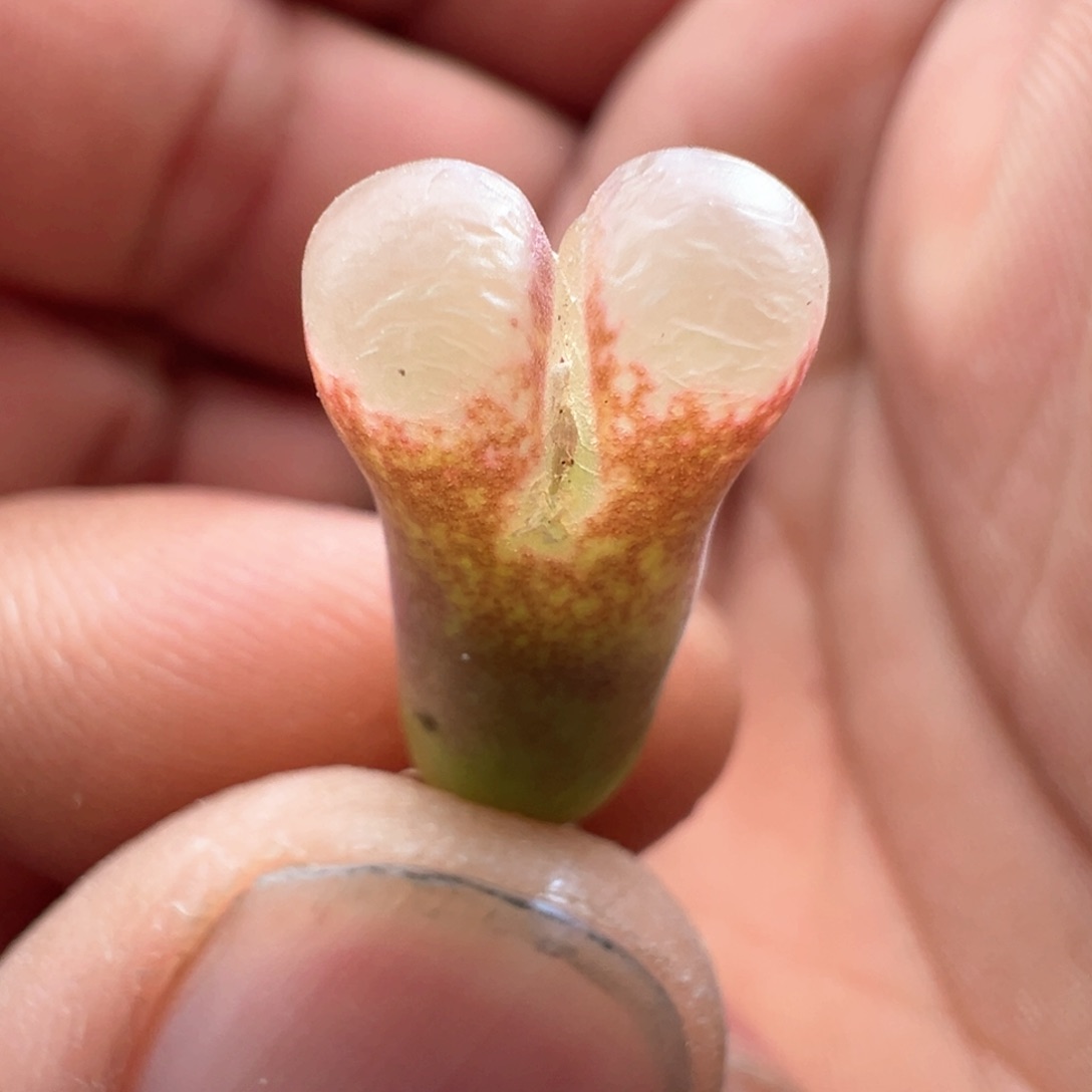 297优选1802.1黑眼豆豆