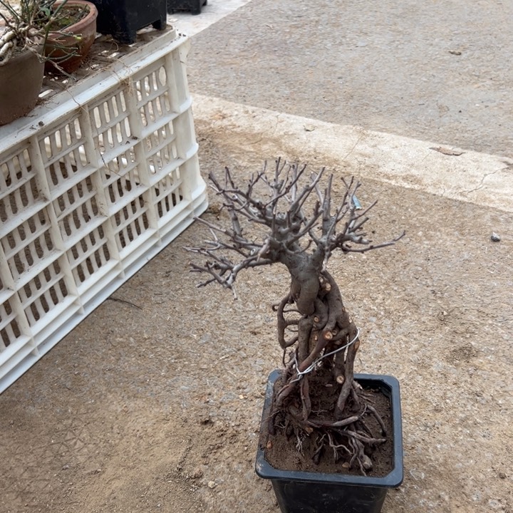 吴**秋长寿梅盆景盆景