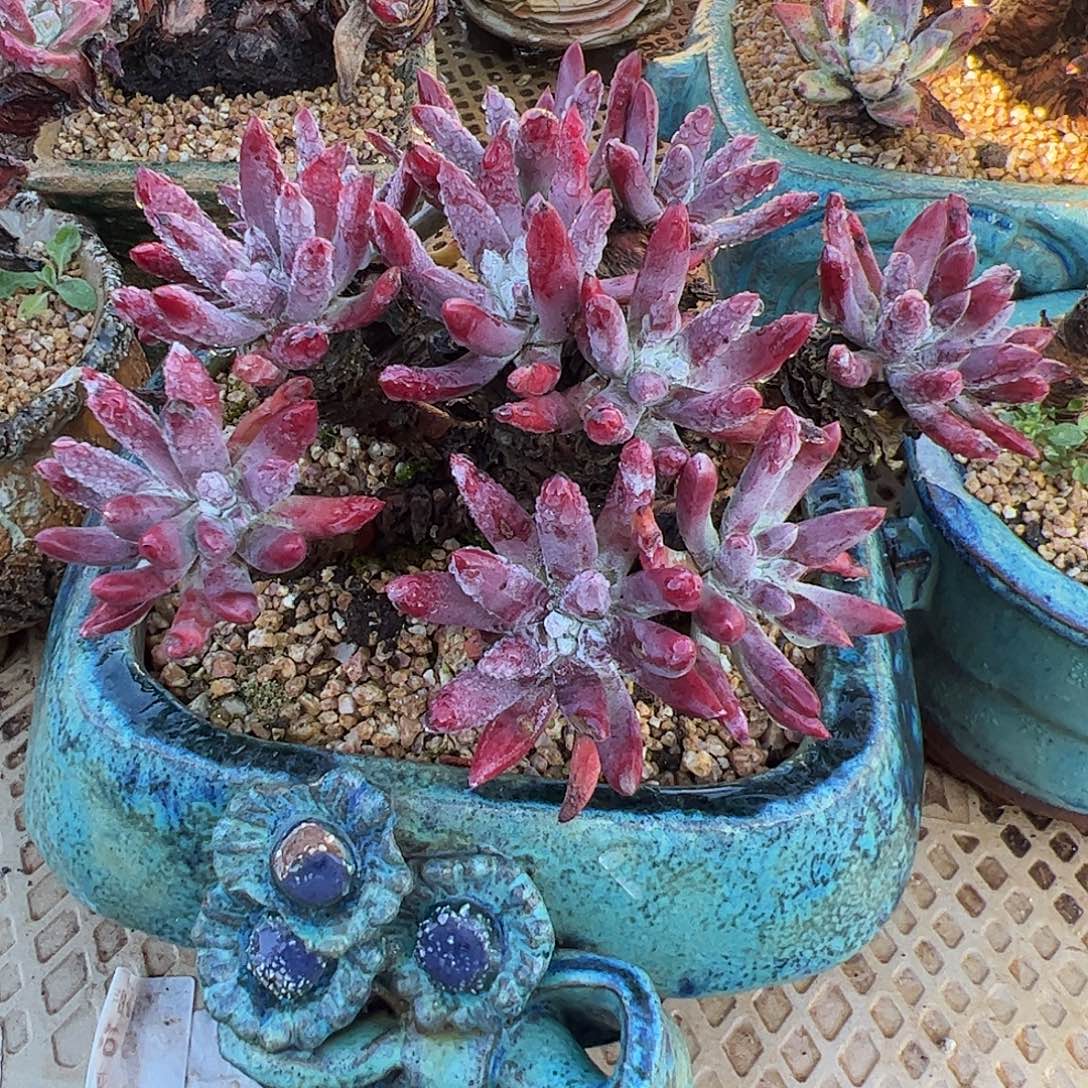 4366野生海瑟仙女杯多肉