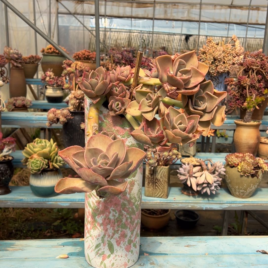 露养老桩脱土裸根赫氏