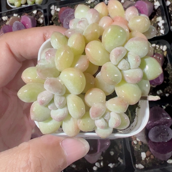 泡泡糖精品多肉植物大战