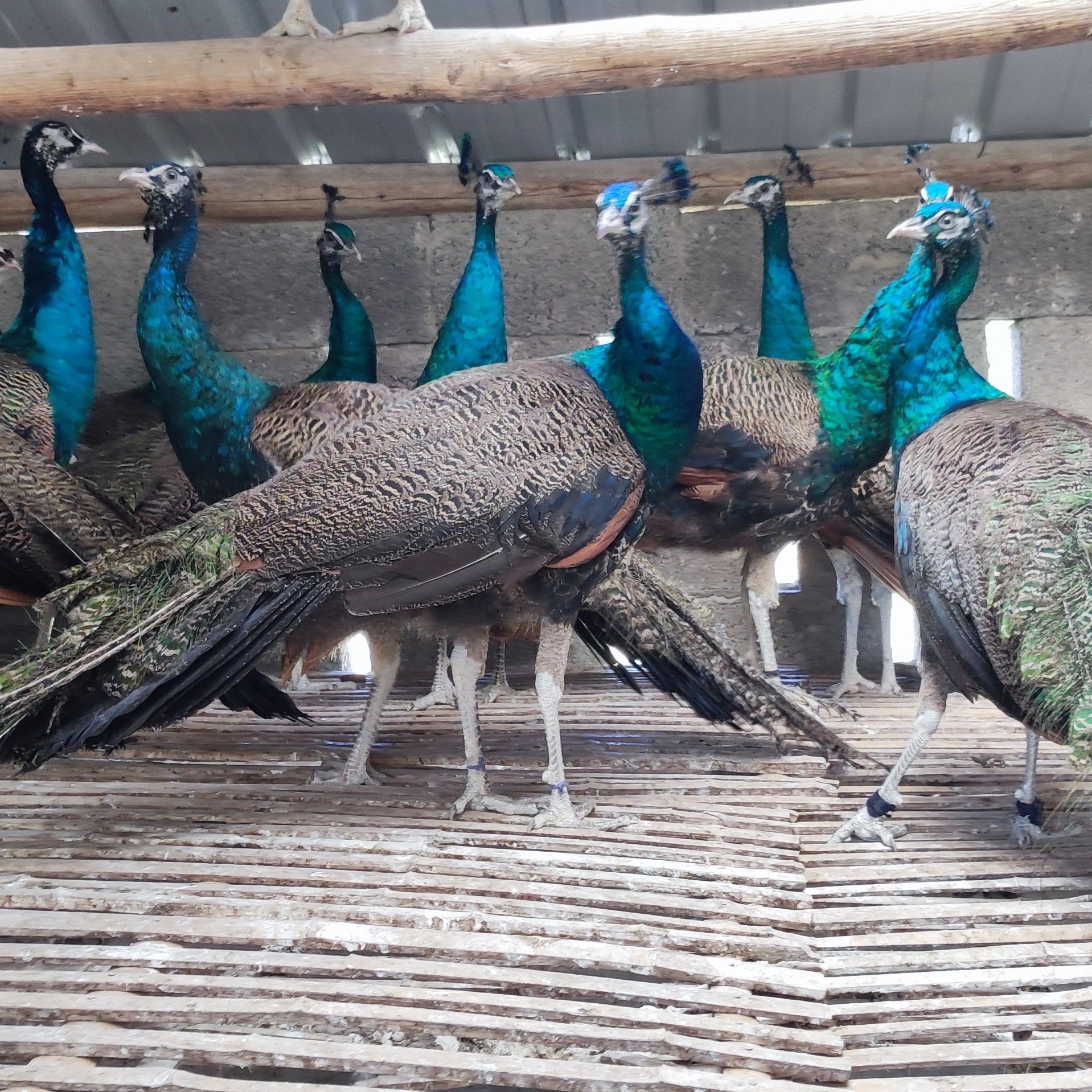 一年半以上蓝孔雀顺丰包邮品质优良观赏佳选孔雀苗