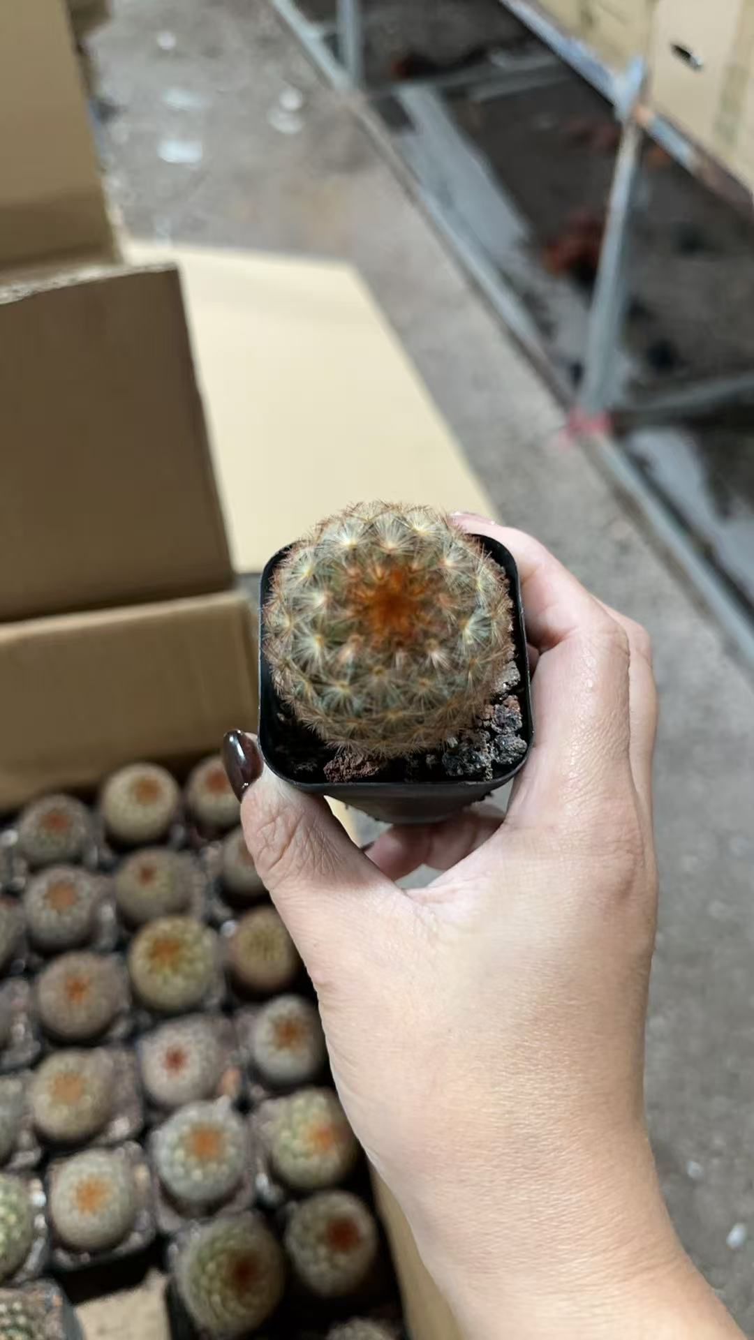 满十八包邮【实生嘉文丸3-4公分】