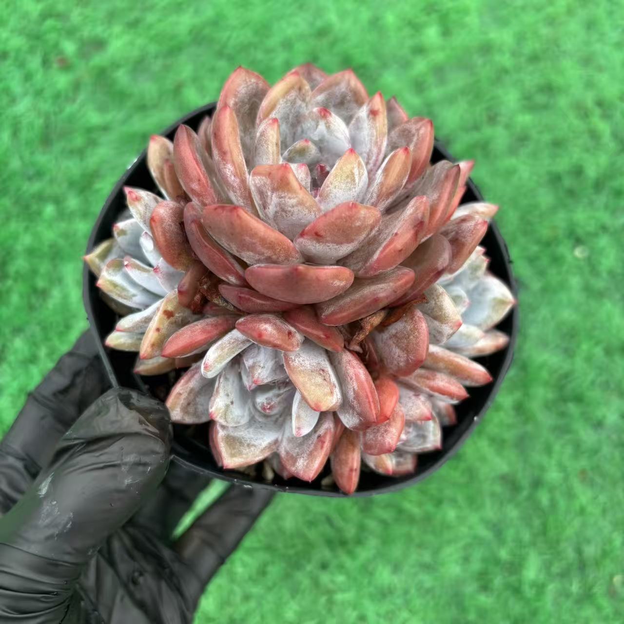 【石榴籽星影5头】精控养老桩多肉 皮实好养 越晒越红新手养多肉