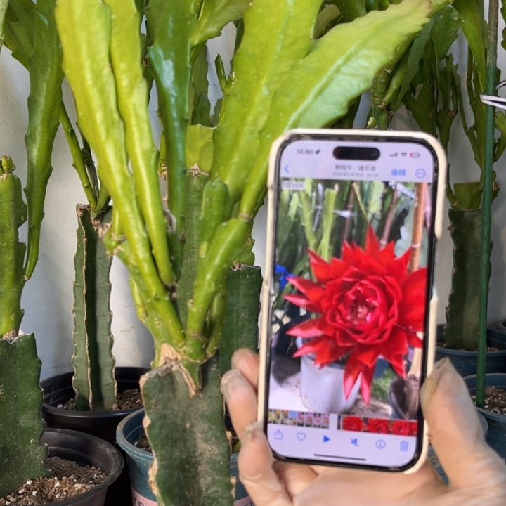 当前无花栽培后可以开花889