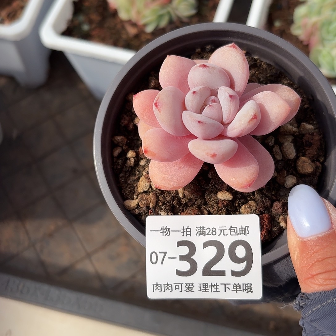 星星雪无盆土发货