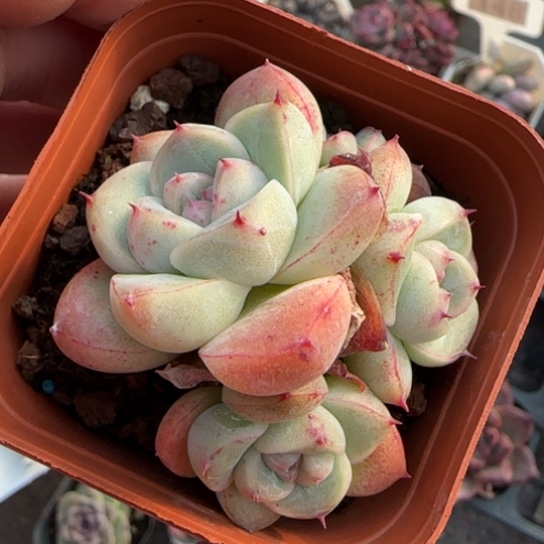 115安娜珍妮多肉植物多