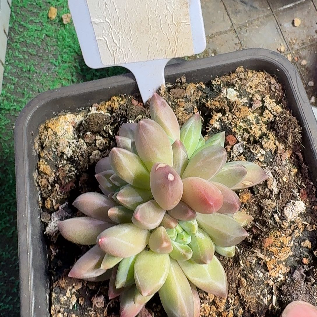 韦斯特曼99999999999999999