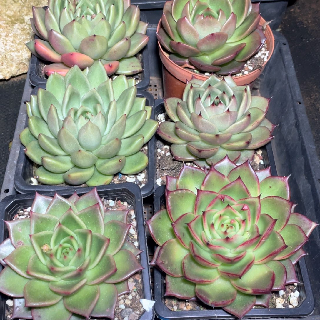 一组买一送五0341