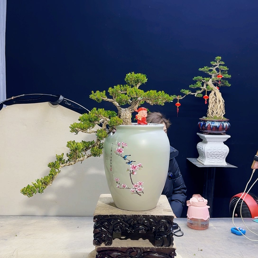 高端黄杨盆景艺术