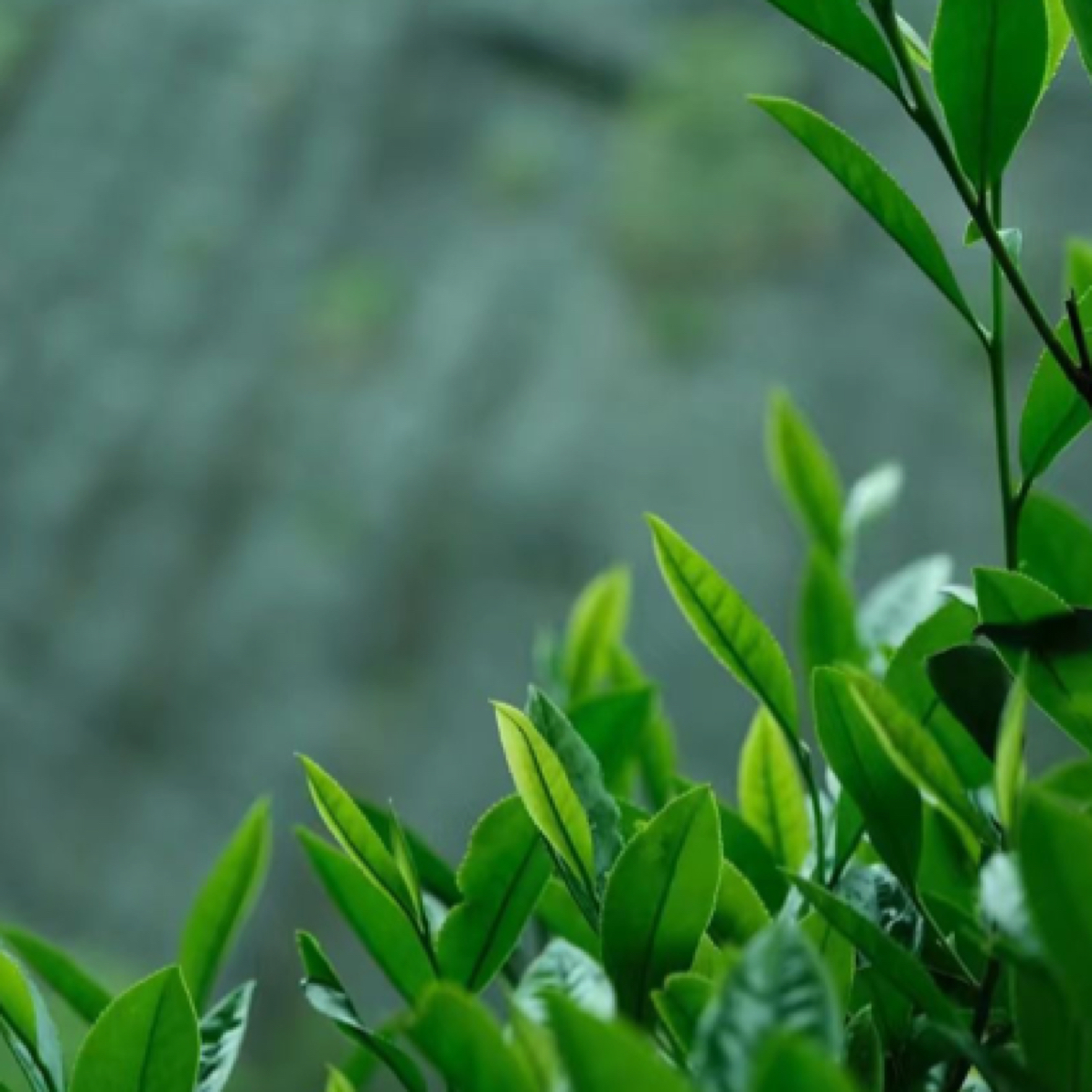 2024水仙#枞韵显 汤色透亮，口感饱满，回味甘甜！