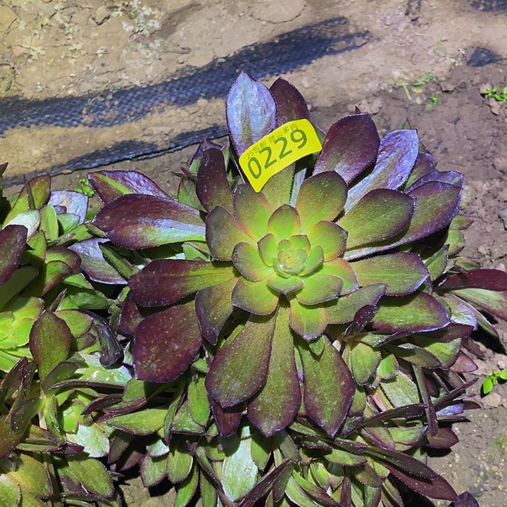 0229花无缺多肉植物