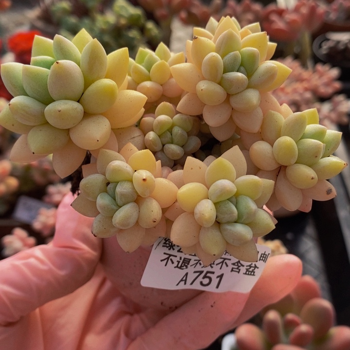 泡泡糖8cm751多肉植物