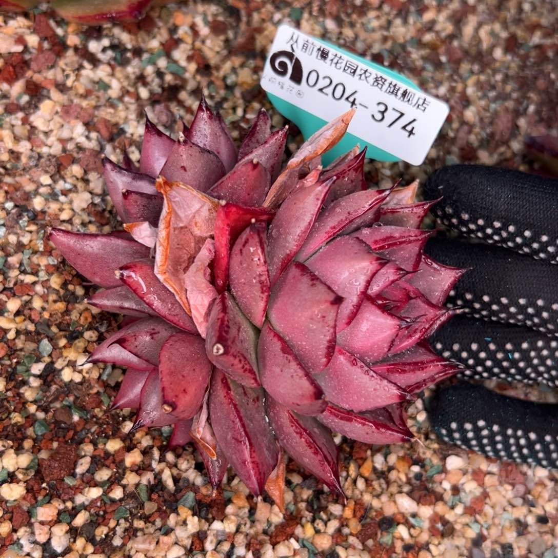 多肉一物一拍0204-374