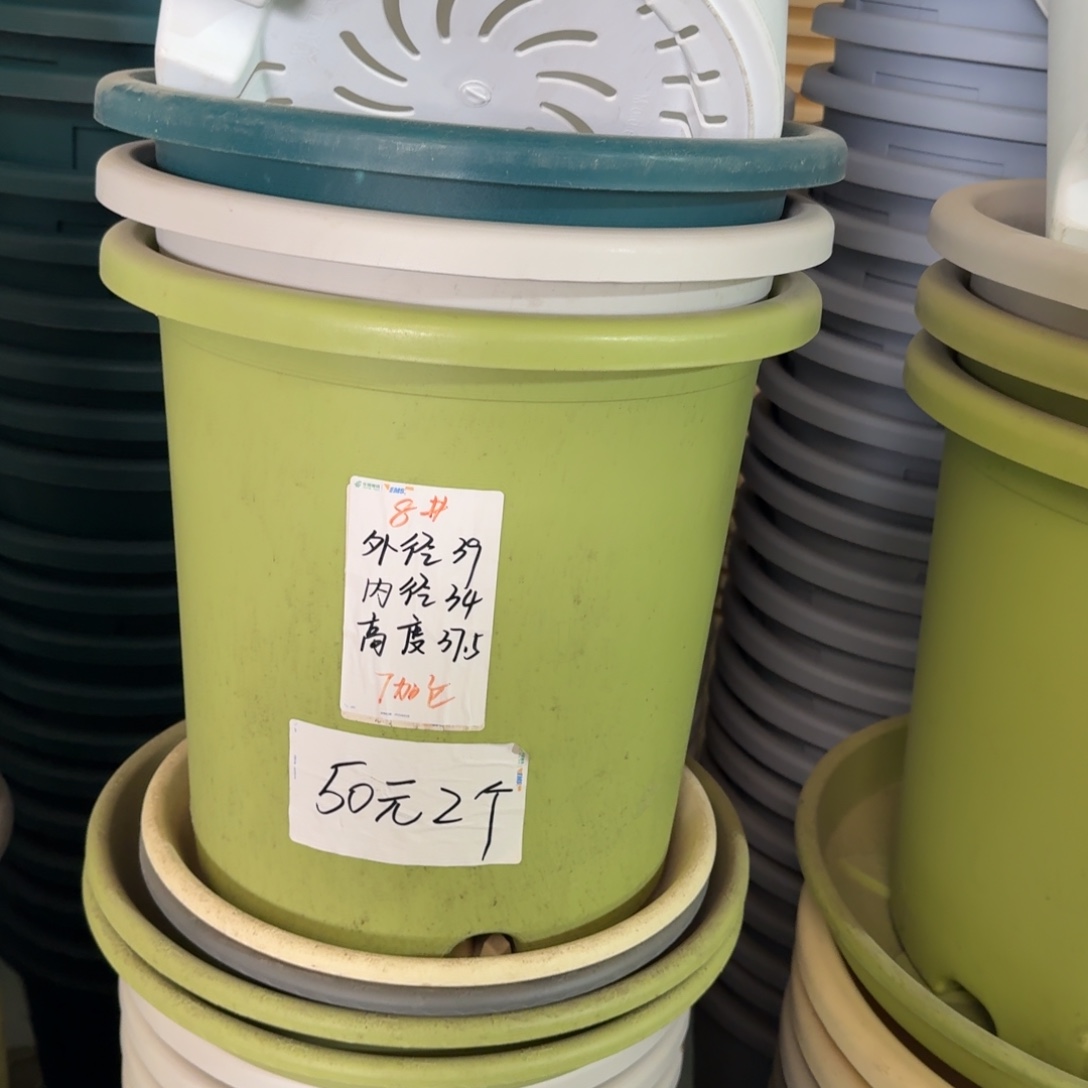 四季8#口径39无拖果绿3个