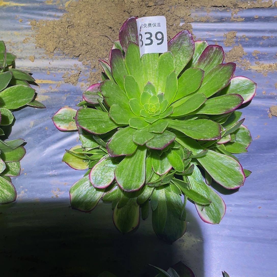 2839万花筒多肉植物