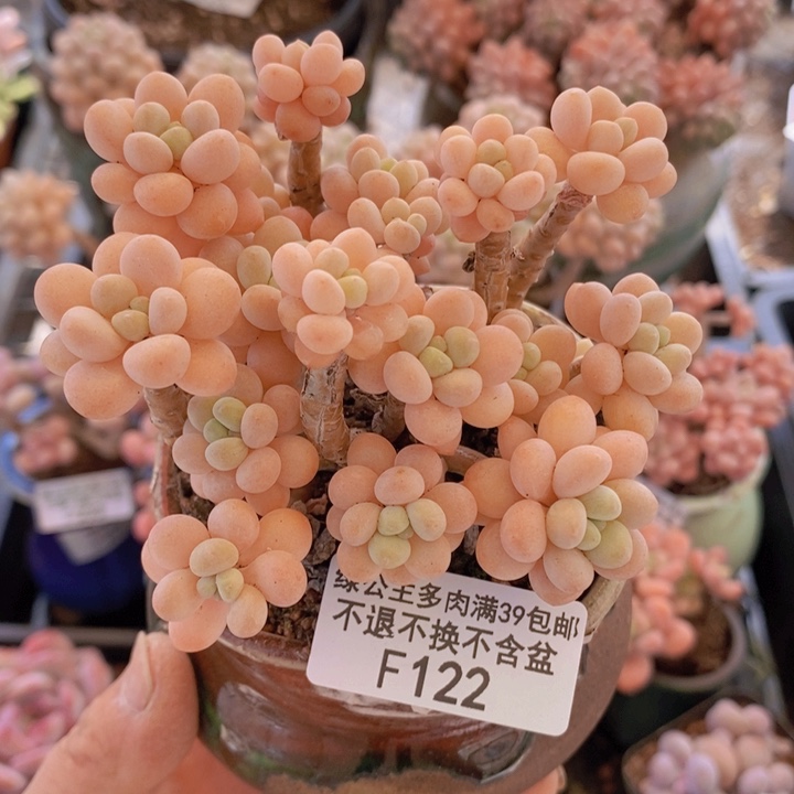 花朵鱼子酱老桩8cm122多肉植物