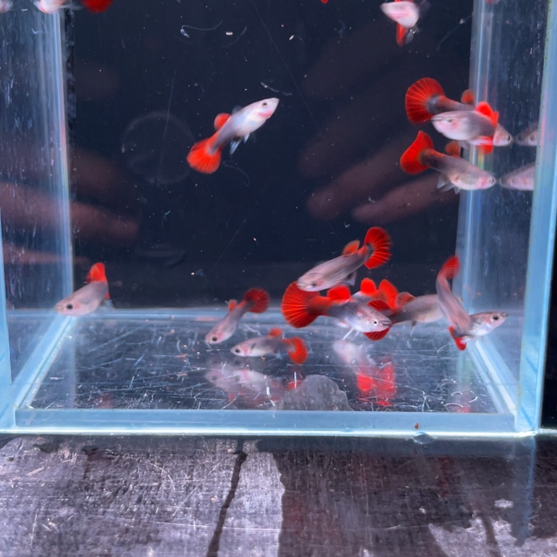 孔雀鱼折扇苗子10+5备损