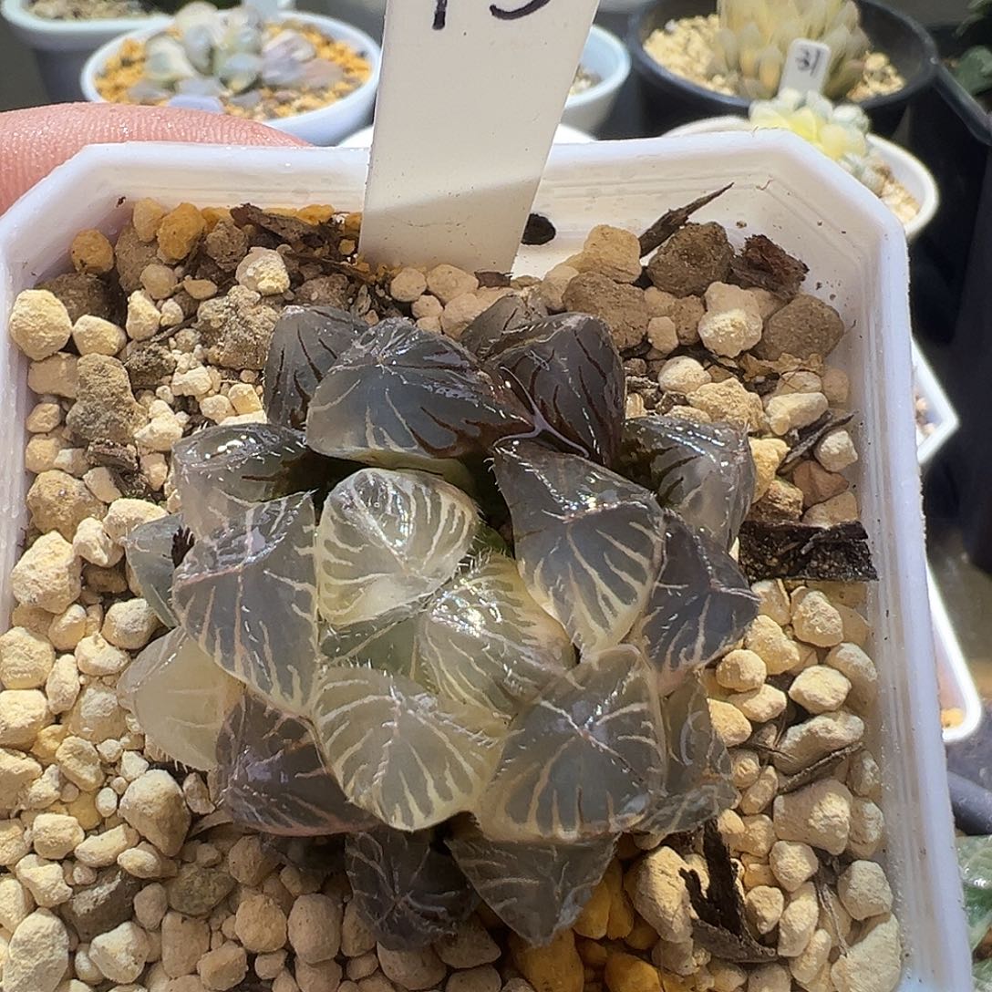 15号糊斑秋思玉露锦