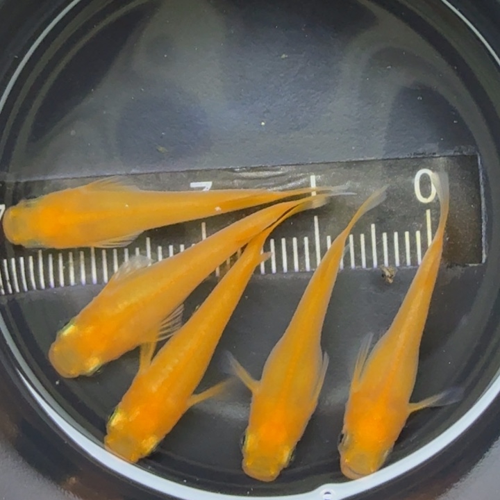 青鳉鱼初恋短体33