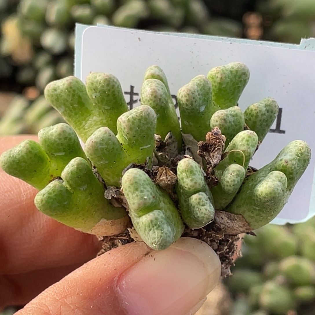 27-101鹿角斑马肉锥