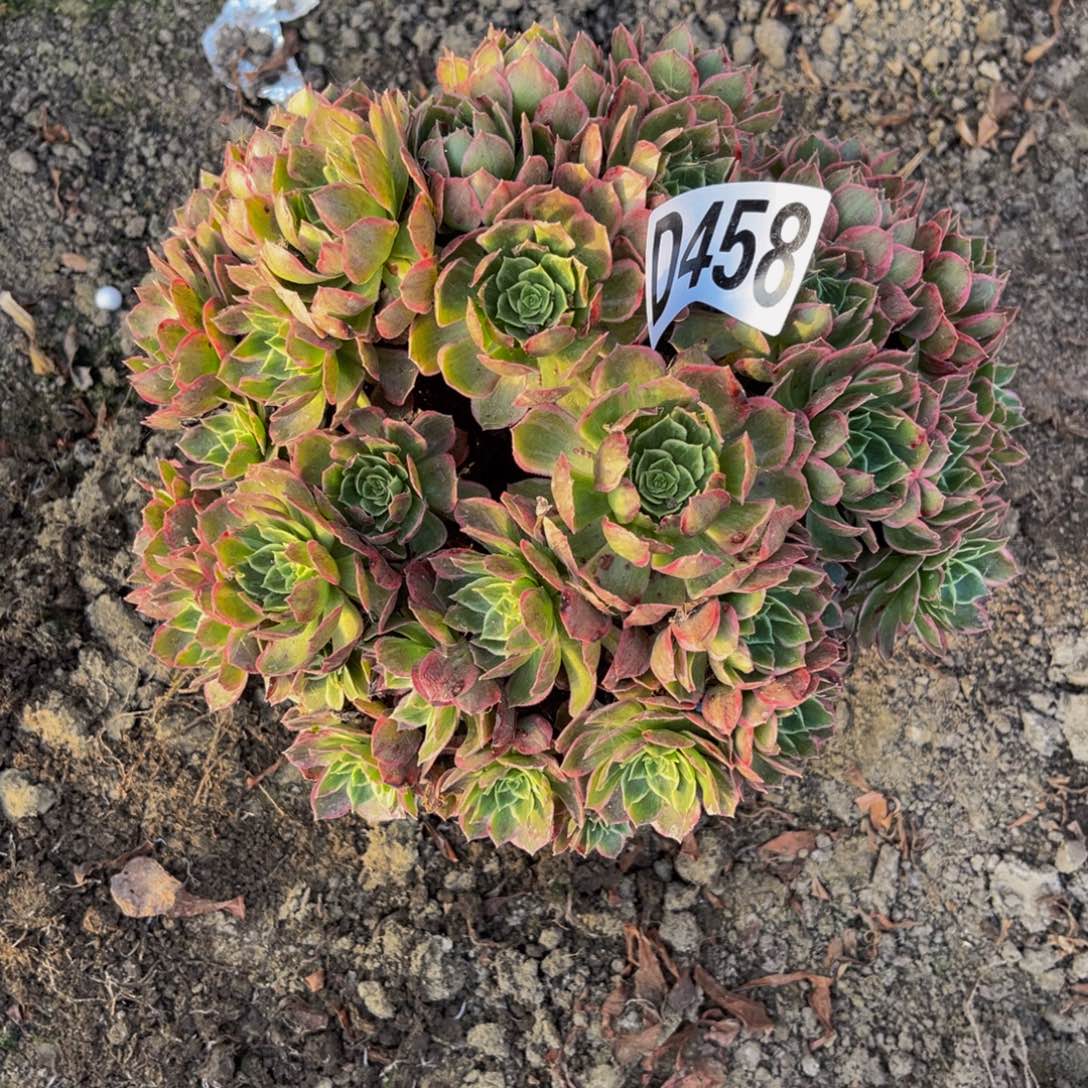 万花筒法师26////2包邮