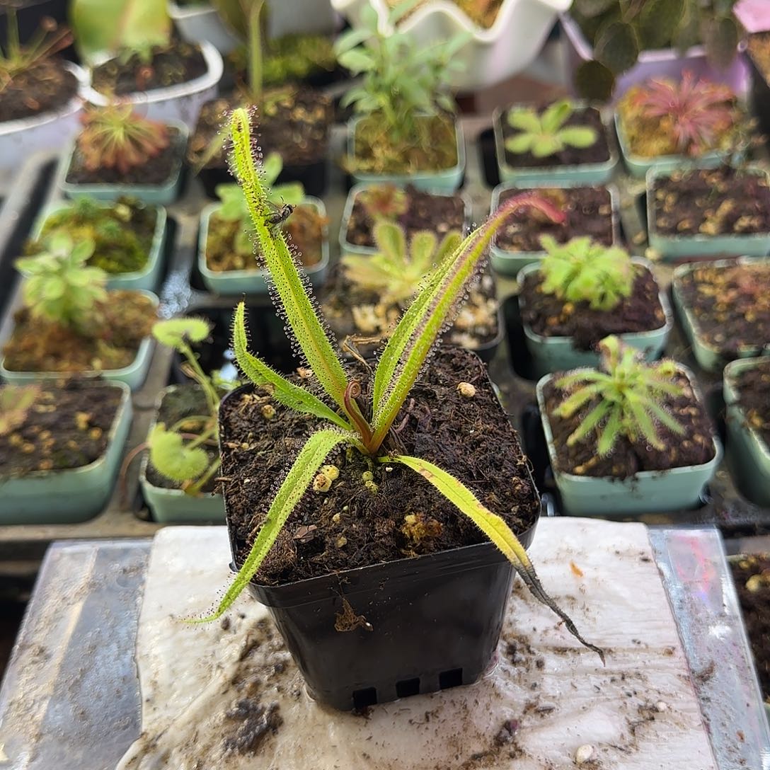 完全开放帝王茅膏菜