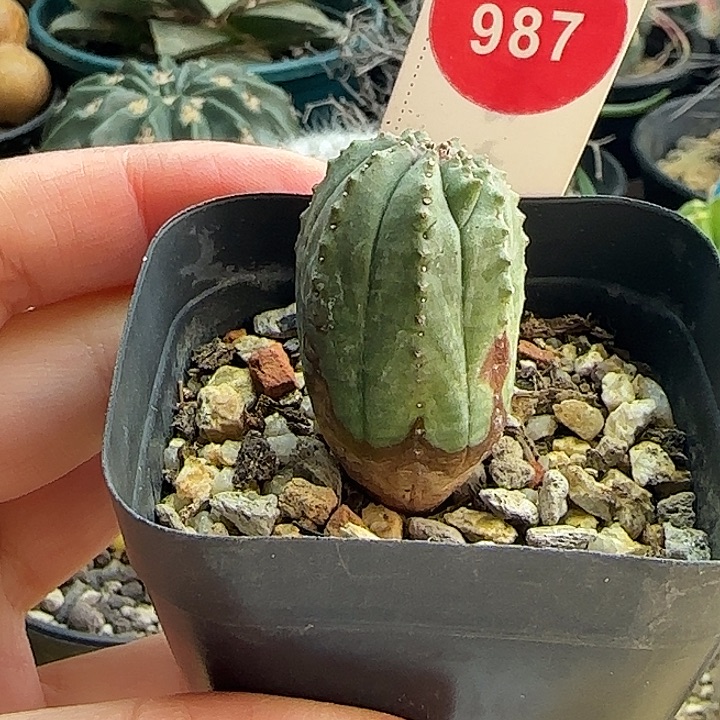 实生老斑布纹球一棵