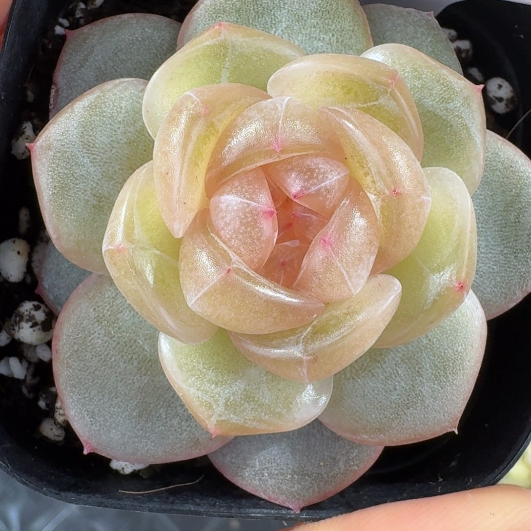 1209-10-3007单头一颗