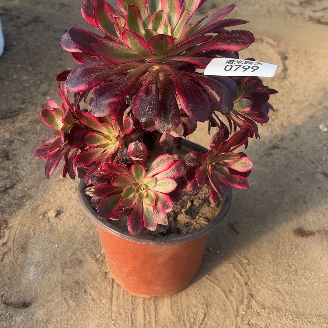 丽娜多肉植物手捧799