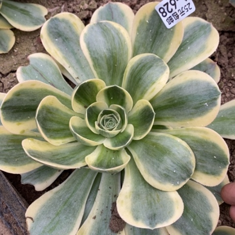 628香炉盘白锦满25包邮多肉