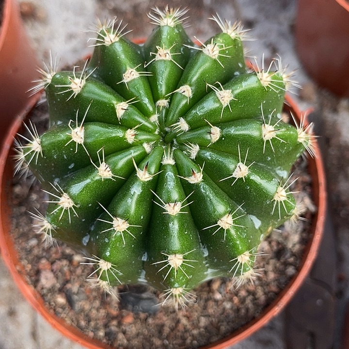 182号实生彩草带盆土